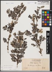 Foto von Salix aurita L. x Salix repens L.